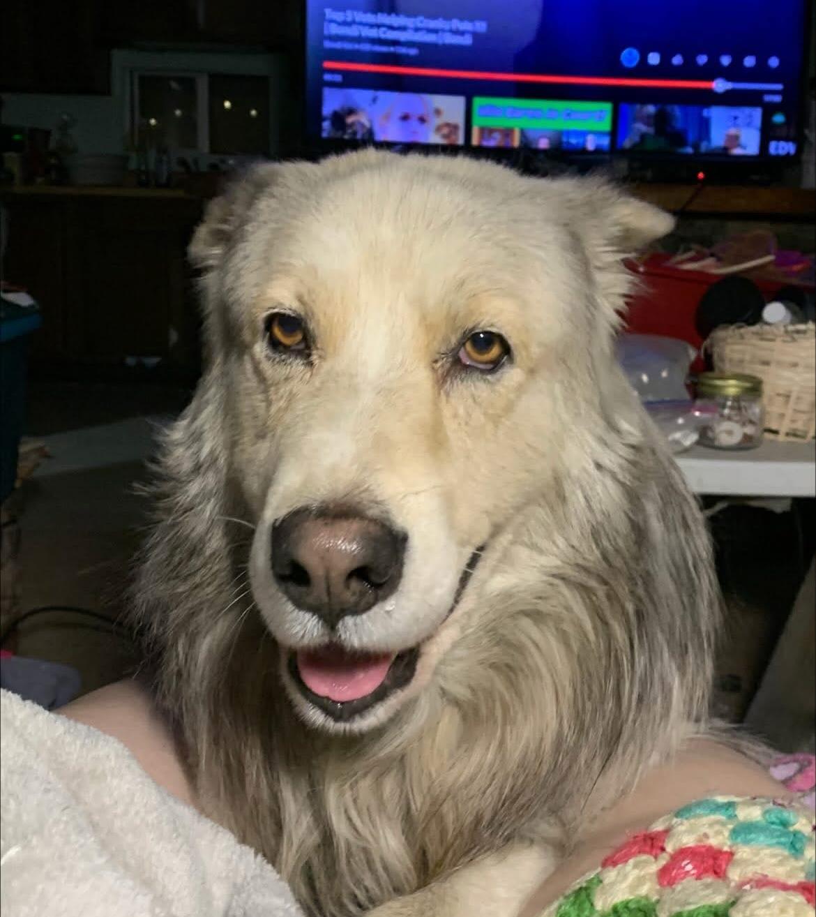 Leonard, a Adoptable mixed breed in Scottsdale, AZ image 3/3