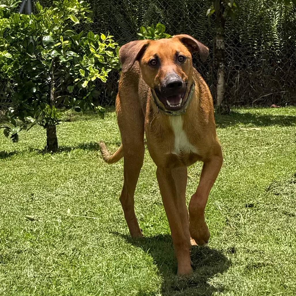 Enlarge Nature Litter: River, a Adoptable mixed breed in Keaau, HI image 1/6