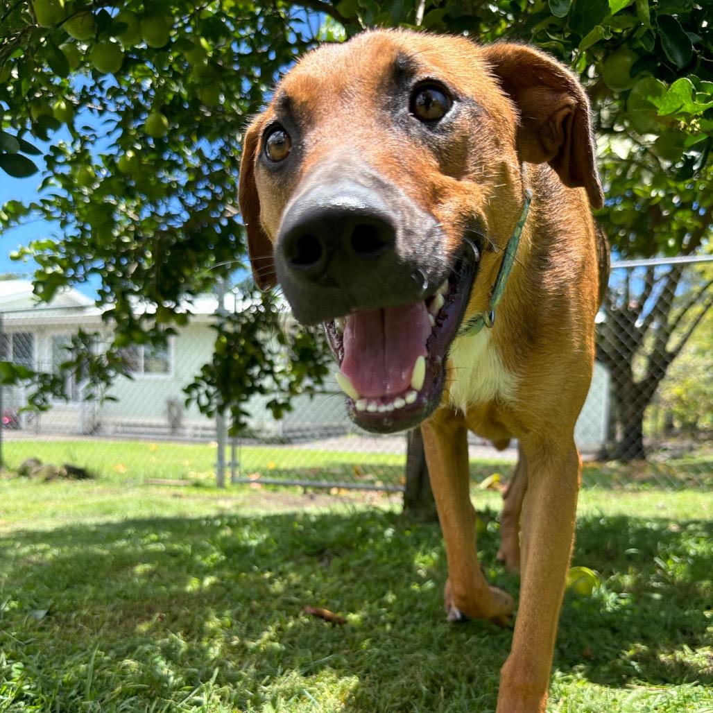 Enlarge Nature Litter: River, a Adoptable mixed breed in Keaau, HI image 2/6