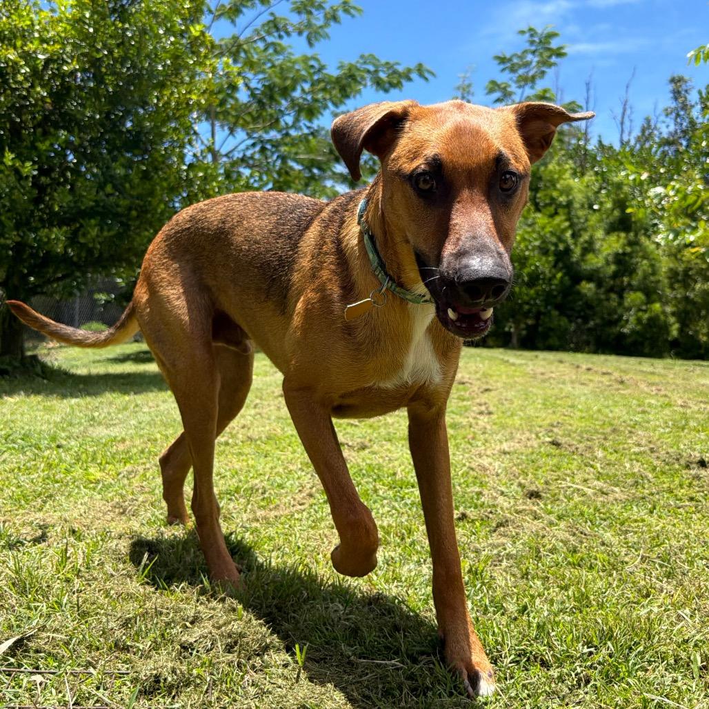 Enlarge Nature Litter: River, a Adoptable mixed breed in Keaau, HI image 3/6
