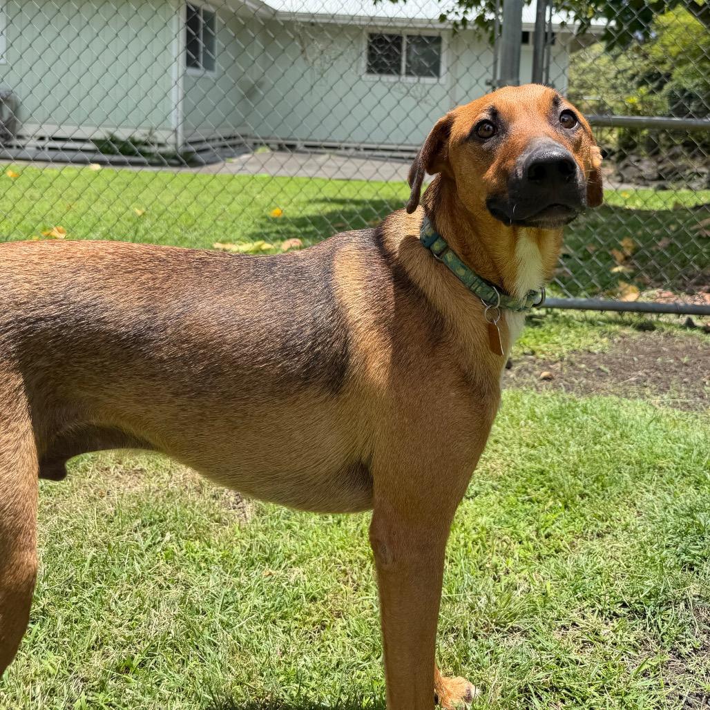 Enlarge Nature Litter: River, a Adoptable mixed breed in Keaau, HI image 4/6