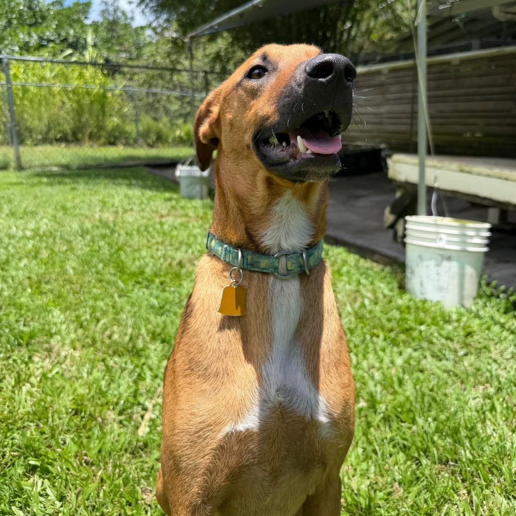 Enlarge Nature Litter: River, a Adoptable mixed breed in Keaau, HI image 5/6