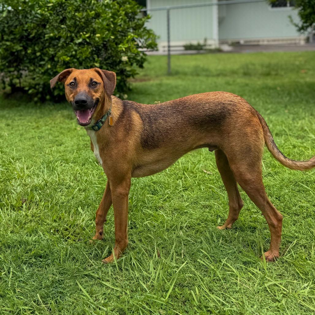Enlarge Nature Litter: River, a Adoptable mixed breed in Keaau, HI image 6/6