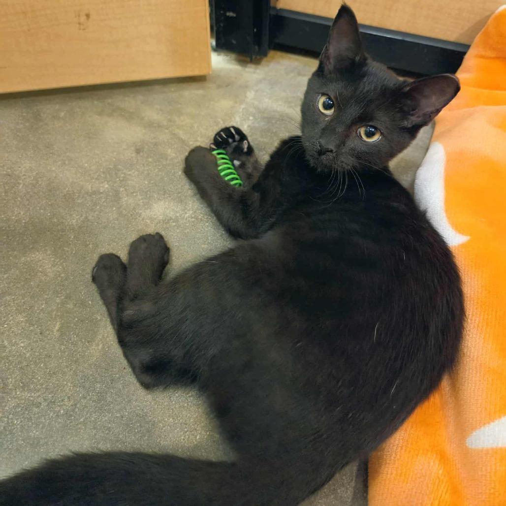 Enlarge Galaxy, a Adoptable Domestic Short Hair in Fayetteville, GA image 1/1