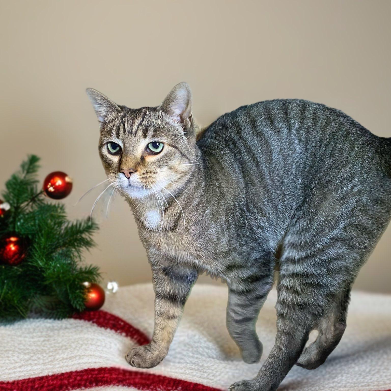 Enlarge SQUIRREL, a Adoptable Domestic Short Hair in Graham, WA image 1/2