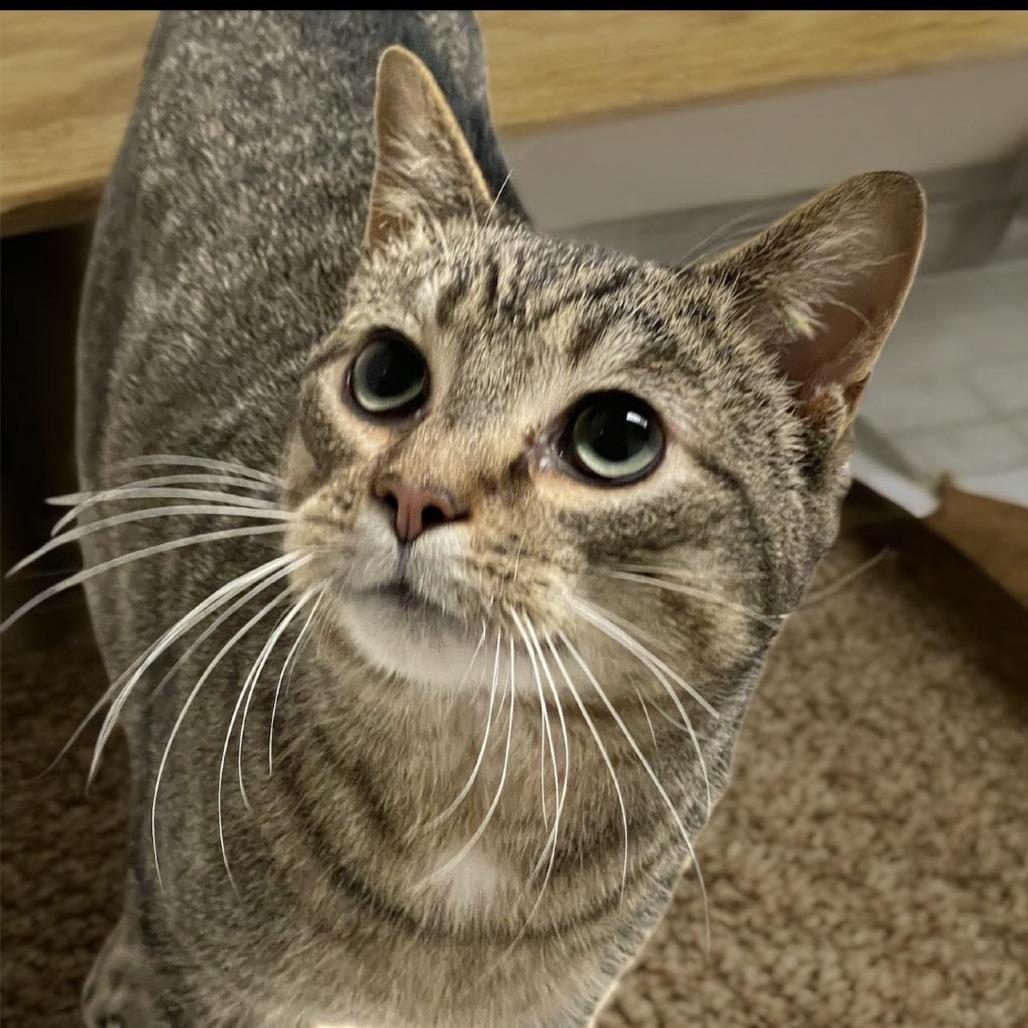 SQUIRREL, Adoptable, Adult Male Domestic Short Hair.