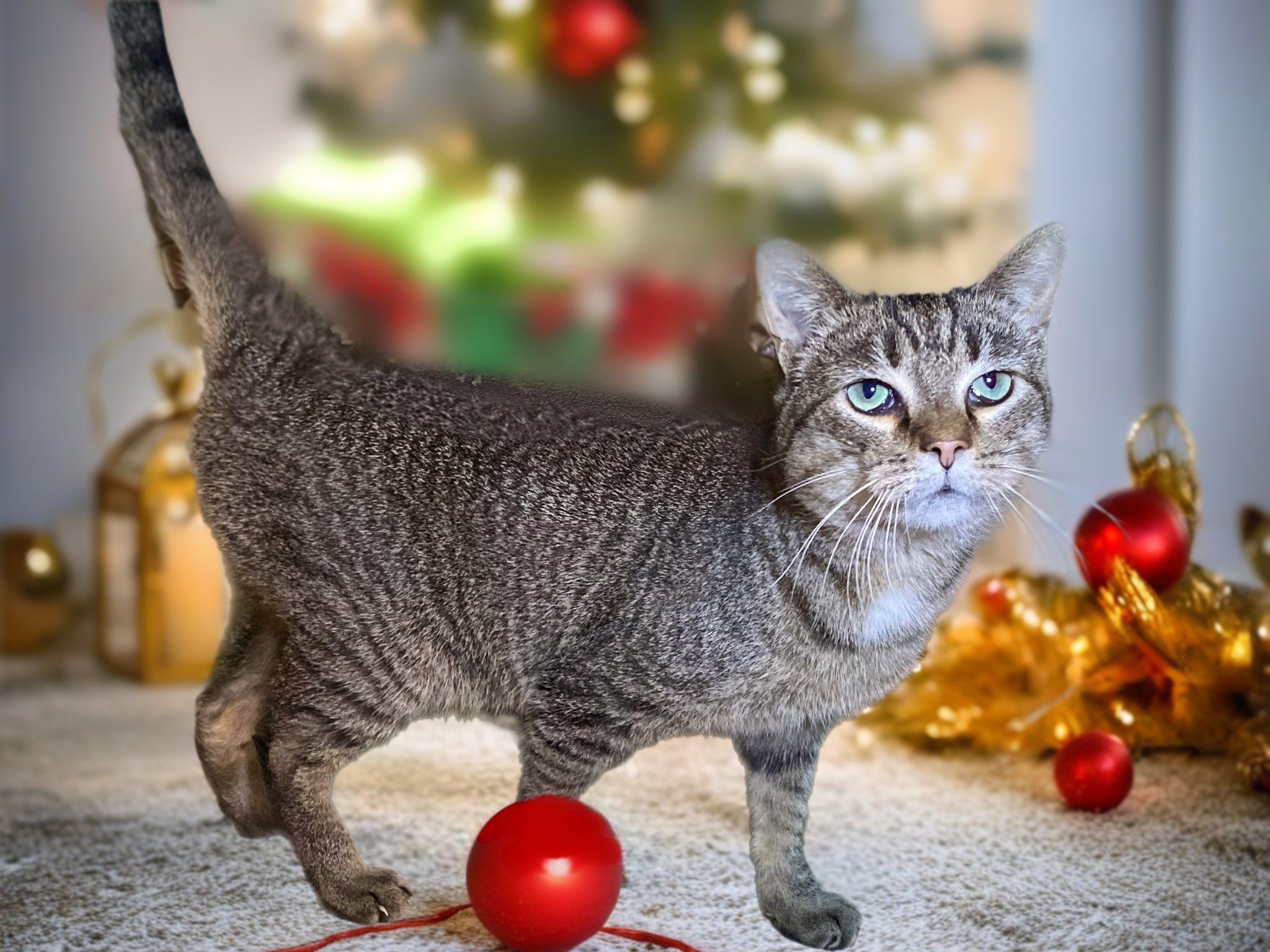 Enlarge SQUIRREL, a Adoptable Domestic Short Hair in Graham, WA image 2/2