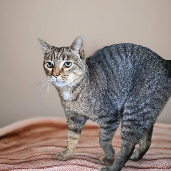 Enlarge SQUIRREL, a Adoptable Domestic Short Hair in Graham, WA image 2/2