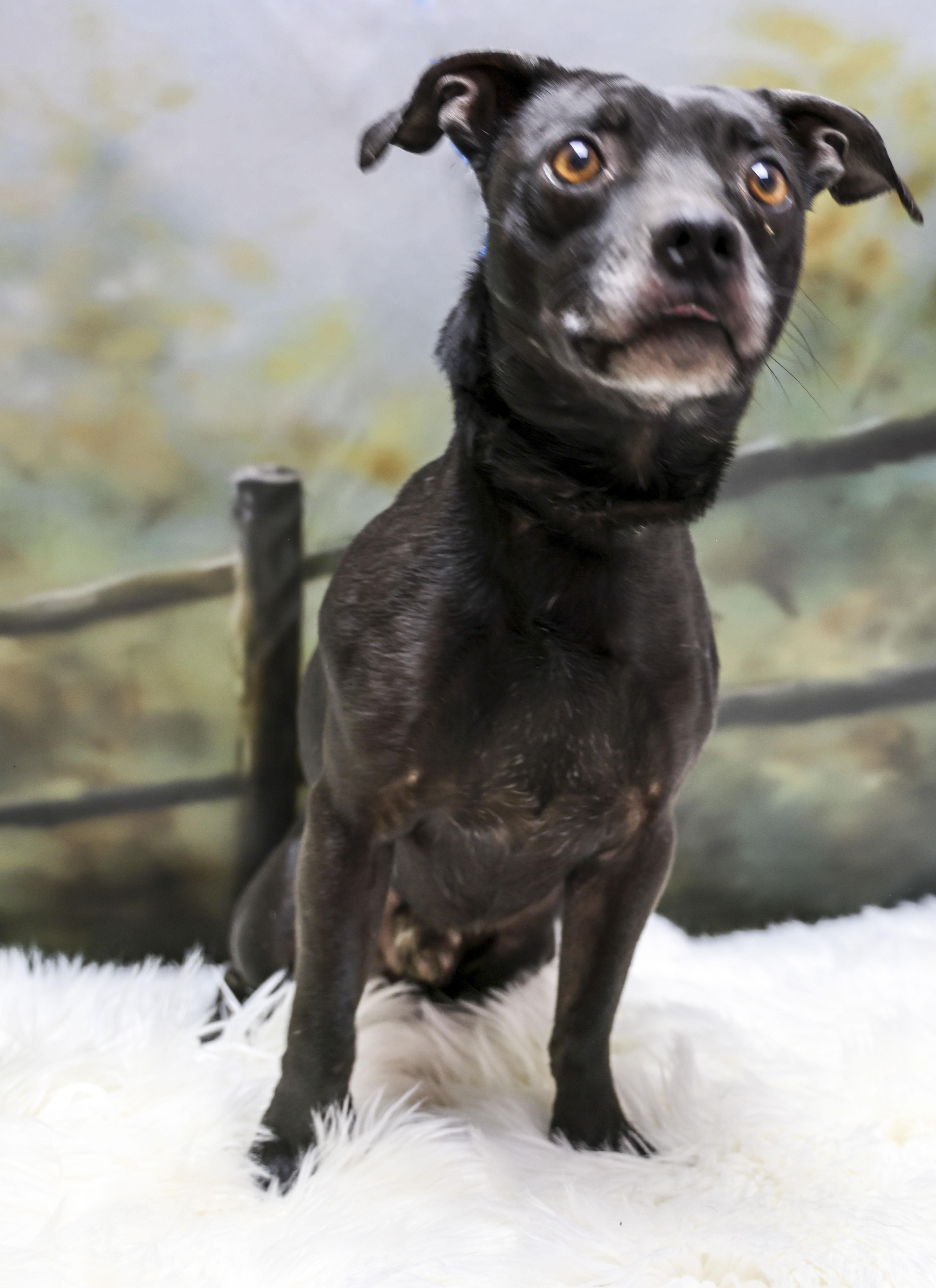 Enlarge Butch, an adoptable mixed breed in Casa Grande, AZ image 2/3