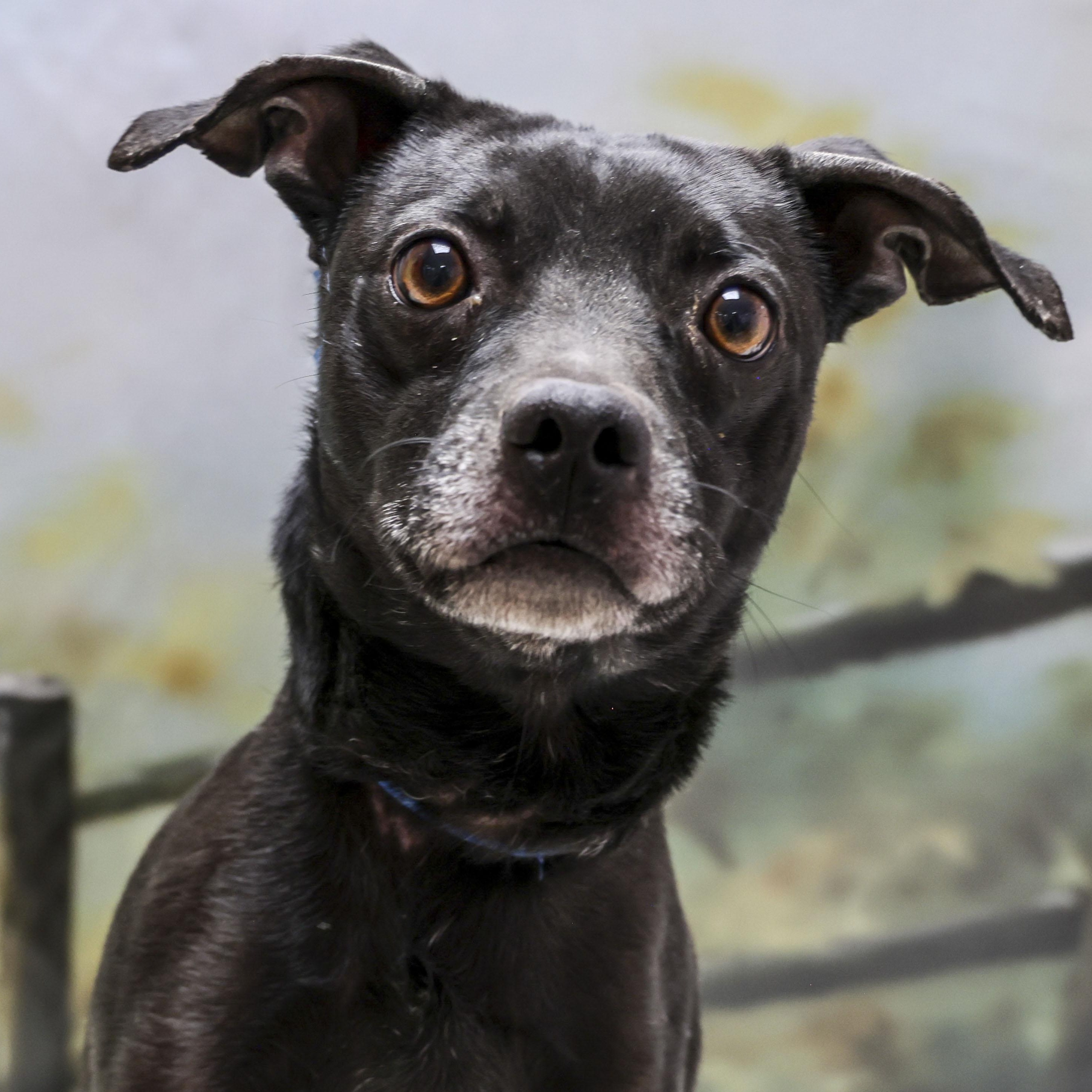 Butch, adoptable, Young Male Mixed Breed.