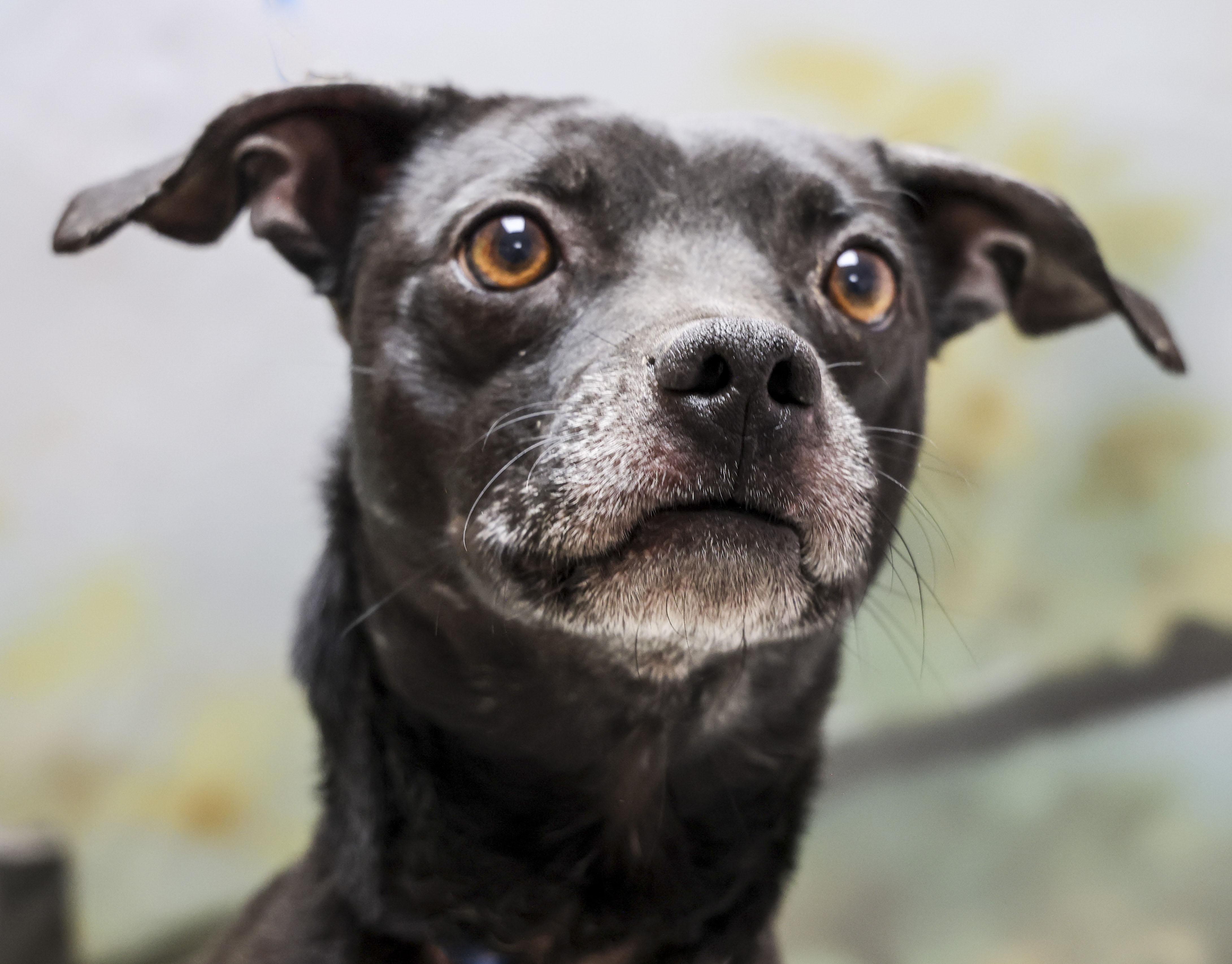 Enlarge Butch, an adoptable mixed breed in Casa Grande, AZ image 3/3