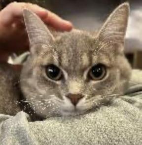 Enlarge Thisbe, a ADOPTABLE Domestic Short Hair in Cincinnati, OH image 3/4