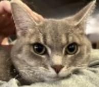 Enlarge Thisbe, a ADOPTABLE Domestic Short Hair in Cincinnati, OH image 4/4