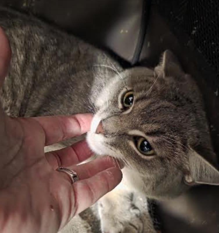 Enlarge Thisbe, a ADOPTABLE Domestic Short Hair in Cincinnati, OH image 2/4