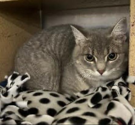 Enlarge Thisbe, a ADOPTABLE Domestic Short Hair in Cincinnati, OH image 1/4