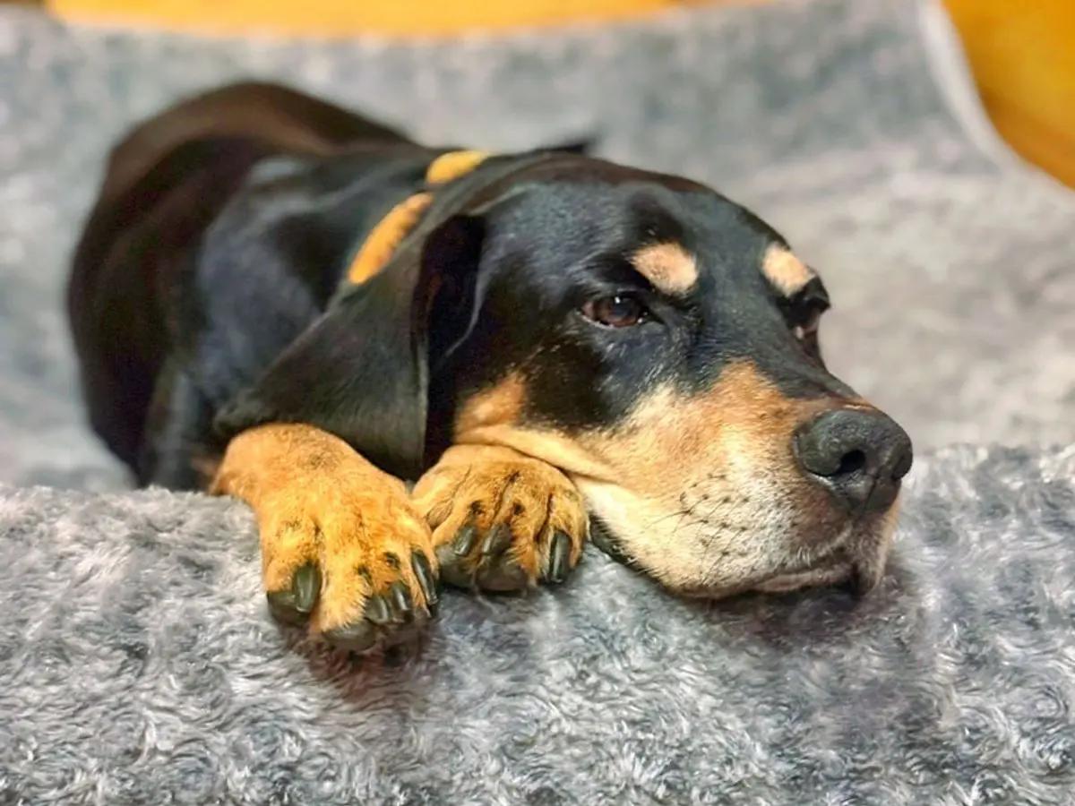 Nana (LA), a ADOPTABLE Bluetick Coonhound in Terrell, TX image 2/3