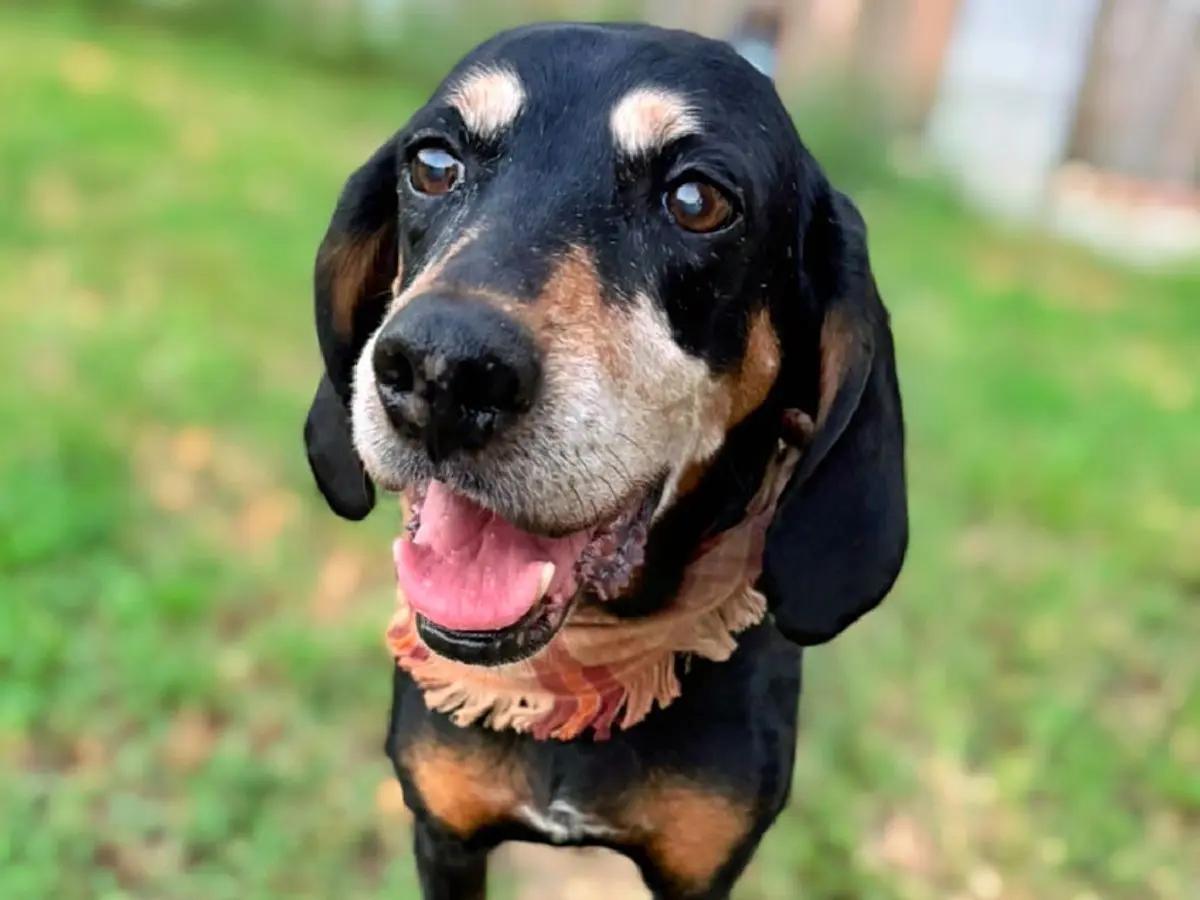 Nana (LA), ADOPTABLE, Adult Female Bluetick Coonhound.