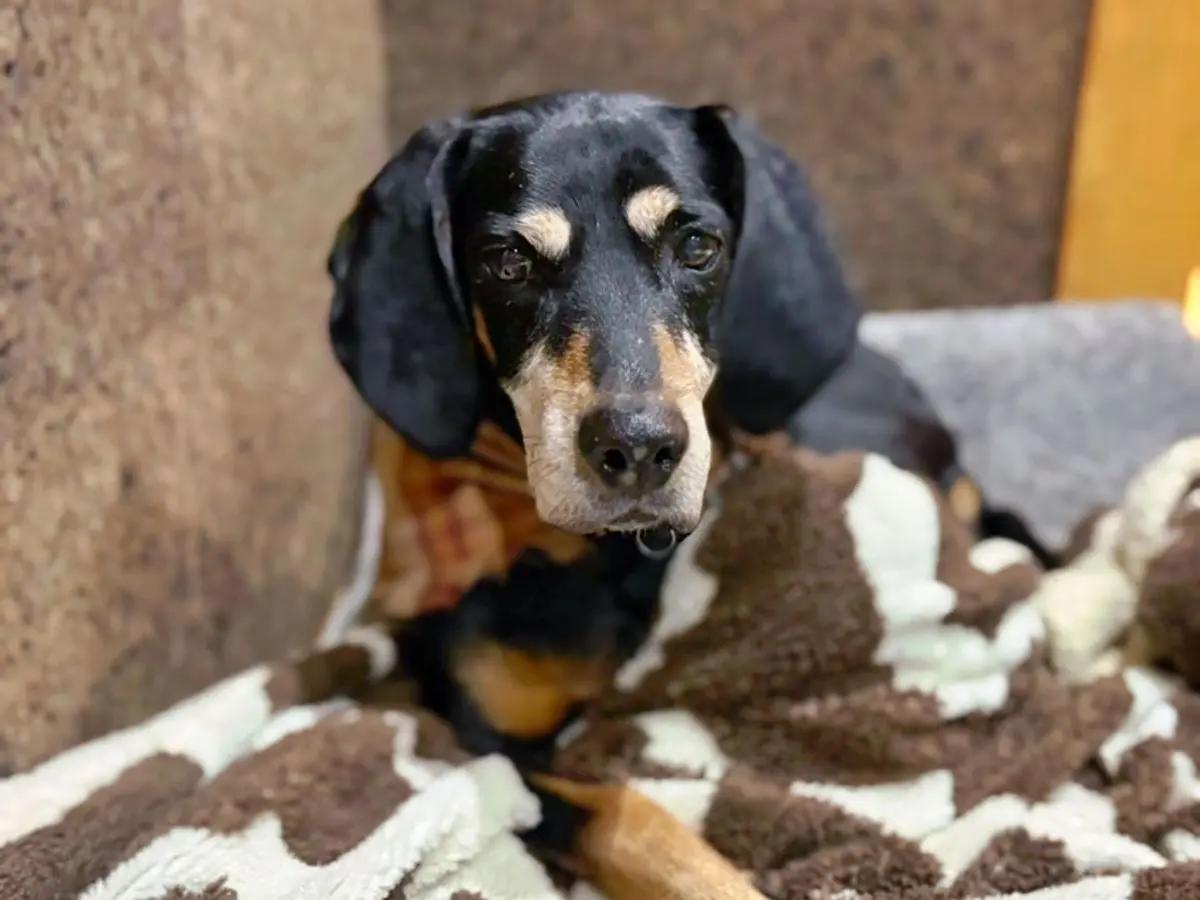 Nana (LA), a ADOPTABLE Bluetick Coonhound in Terrell, TX image 3/3