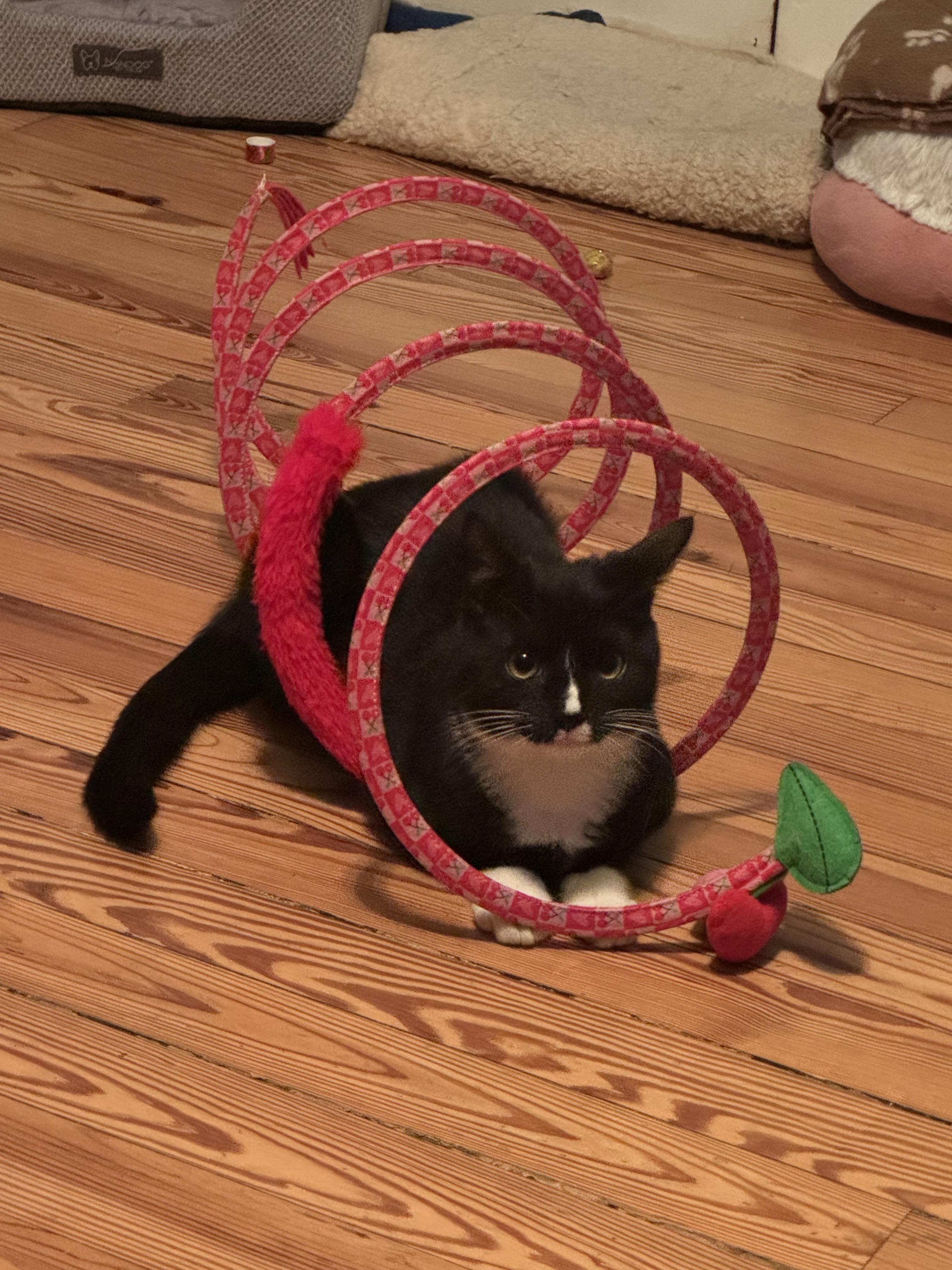 Enlarge Kody, a ADOPTABLE Domestic Short Hair in Hazlet, NJ image 1/1