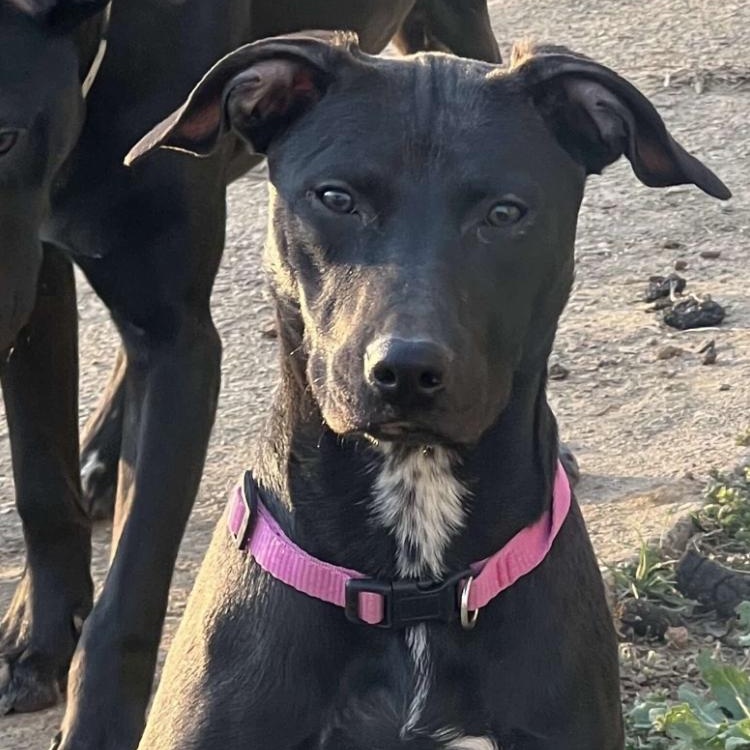 Pearl Krabbs, a Adoptable mixed breed in Louisville, KY image 4/5