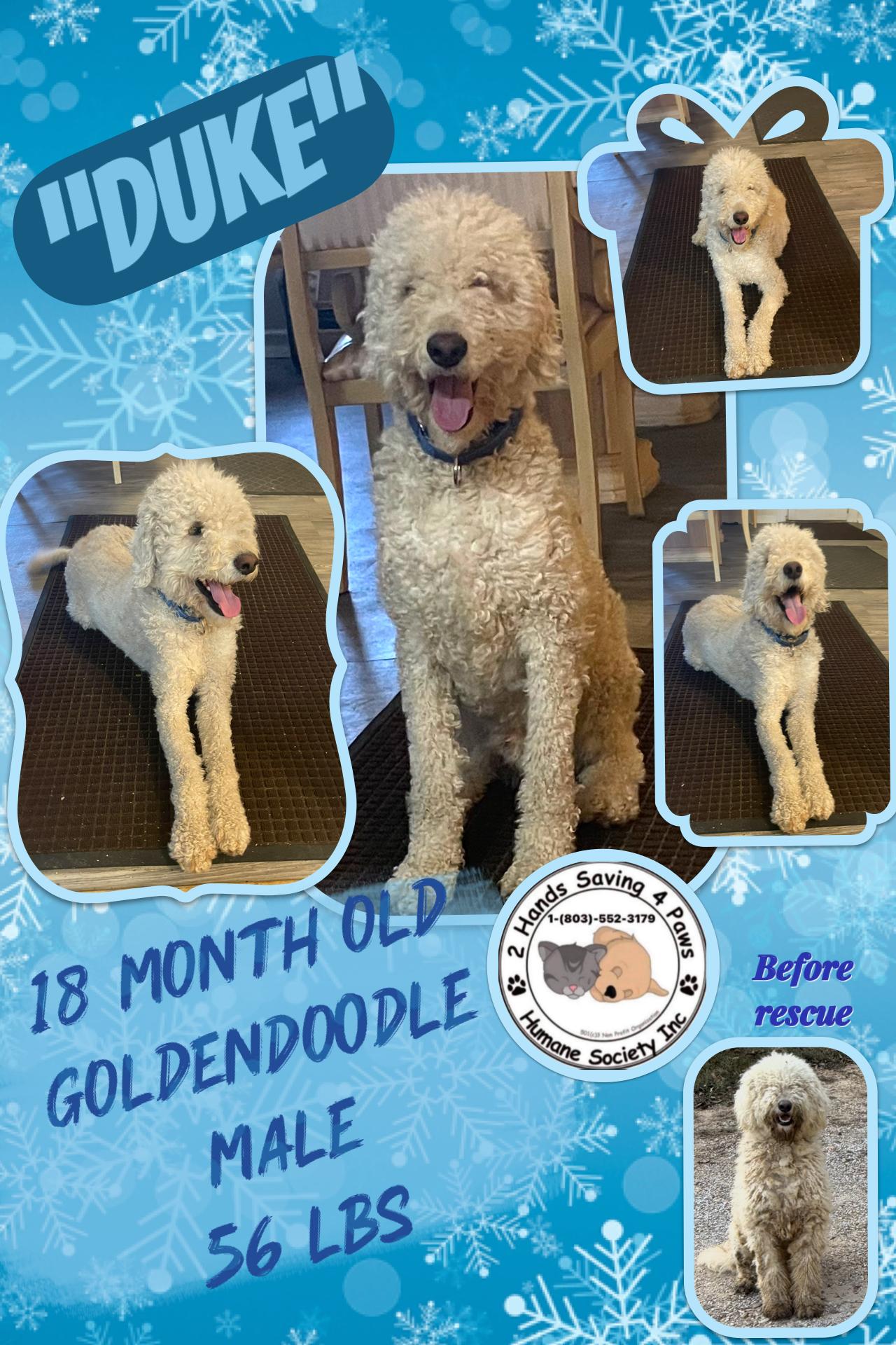 Enlarge “Duke”, a ADOPTABLE Goldendoodle in Totowa, NJ image 1/2