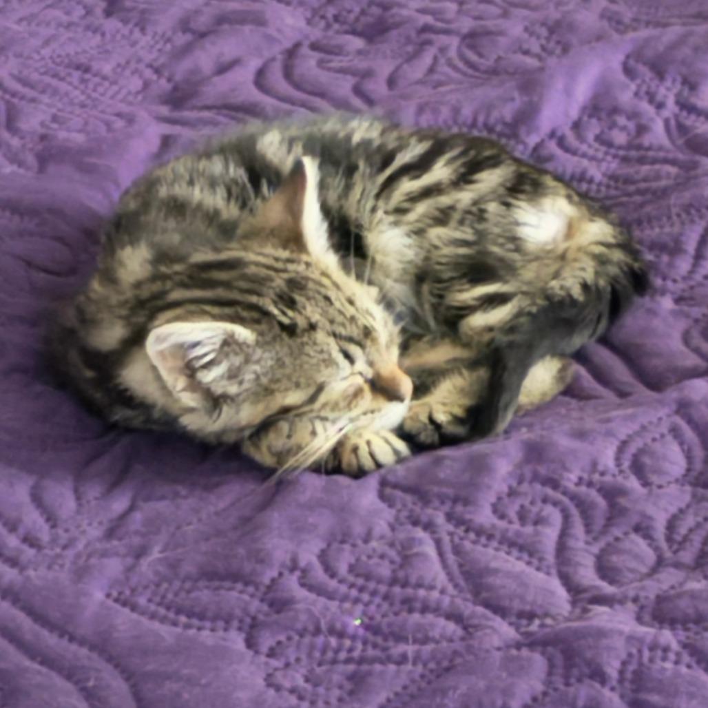 Turbo, Adoptable, Kitten Male Domestic Short Hair.