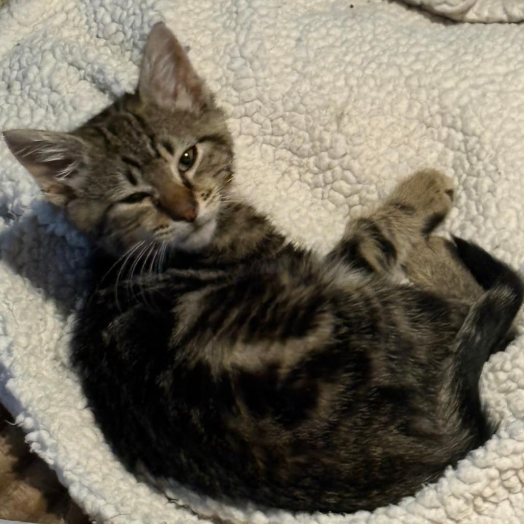 Turbo, a Adoptable Domestic Short Hair in Meridian, ID image 2/3