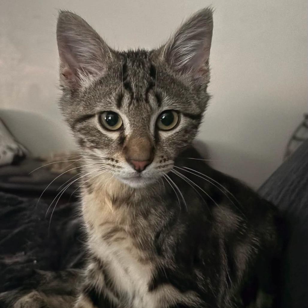 Turbo, a Adoptable Domestic Short Hair in Meridian, ID image 3/3