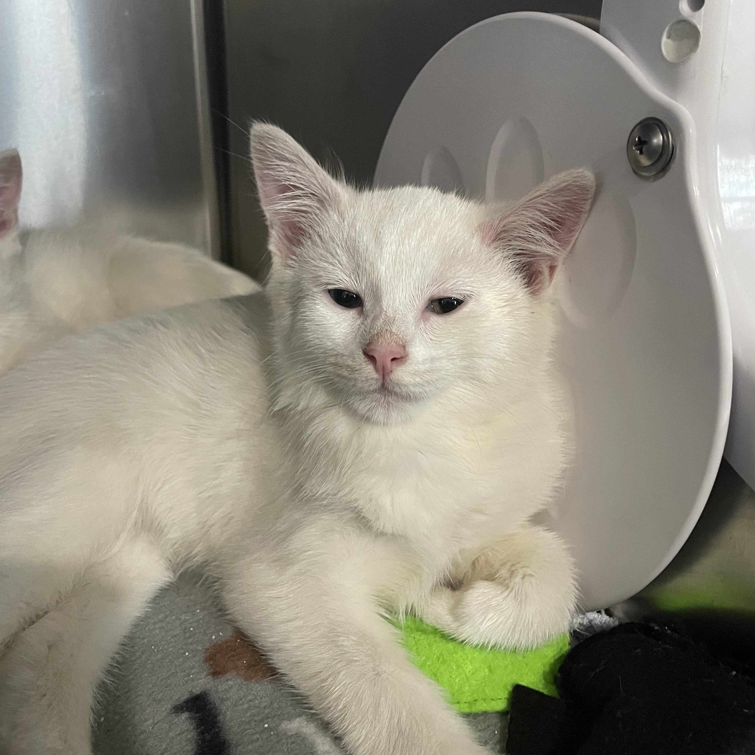 Enlarge Maxson, an adopted Domestic Short Hair in Greenback, TN image 2/3