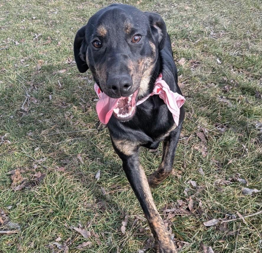 Enlarge Bean, a Adoptable mixed breed in Logan, UT image 1/2