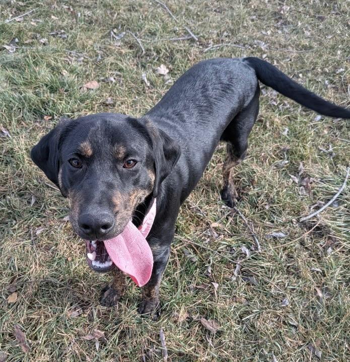 Enlarge Bean, a Adoptable mixed breed in Logan, UT image 2/2