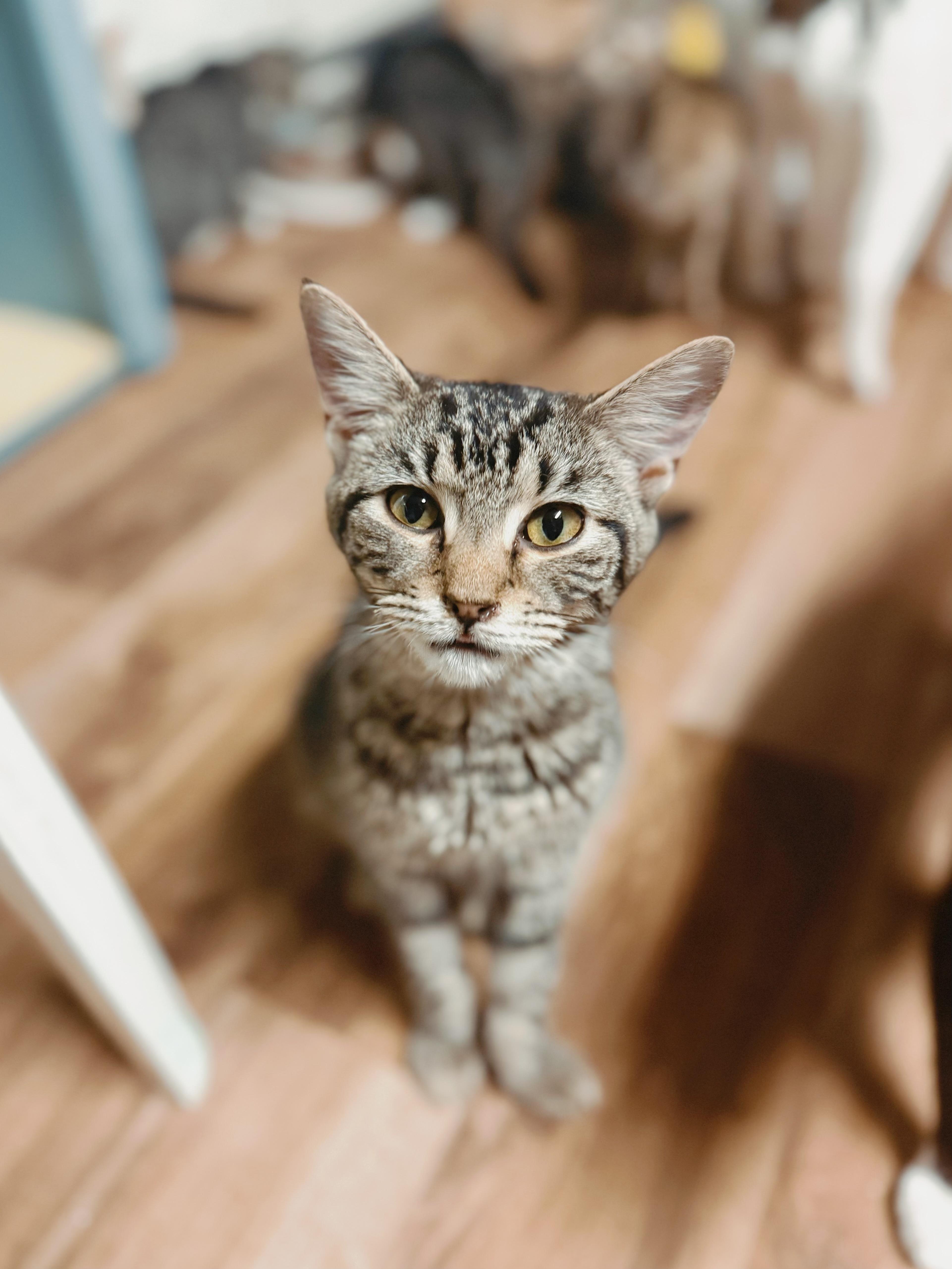 Enlarge Tigger, a Adoptable Domestic Short Hair in Varnville, SC image 1/1