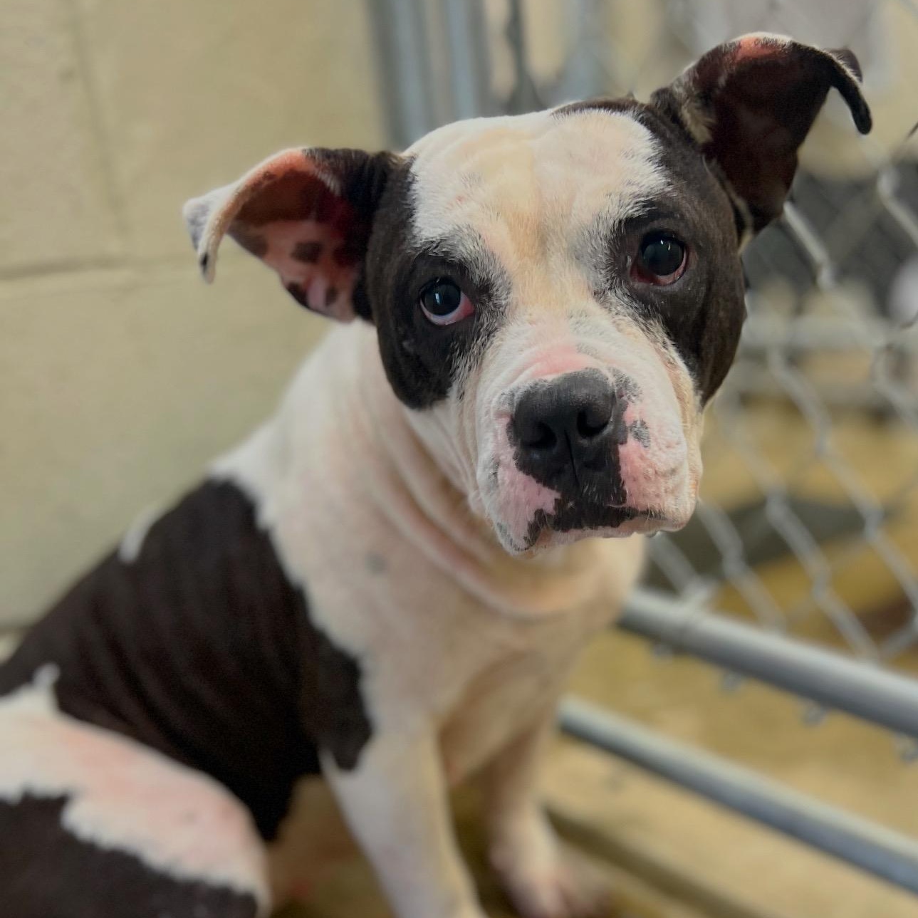 Enlarge Blueberry, a Adoptable mixed breed in Godfrey, IL image 1/1