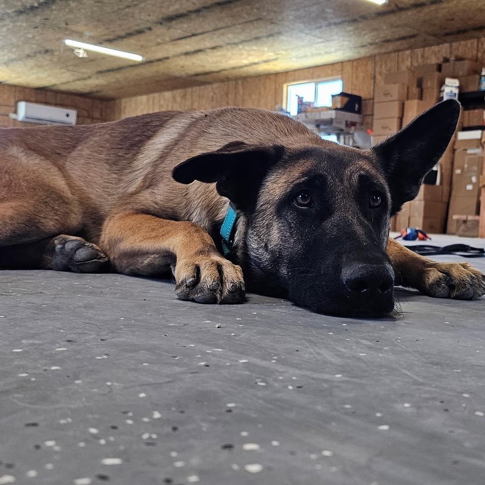 Todd, Adoptable, Young Male Belgian Shepherd / Malinois.