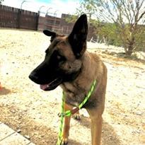 Enlarge Todd, a Adoptable Belgian Shepherd / Malinois in Stagecoach, NV image 2/3