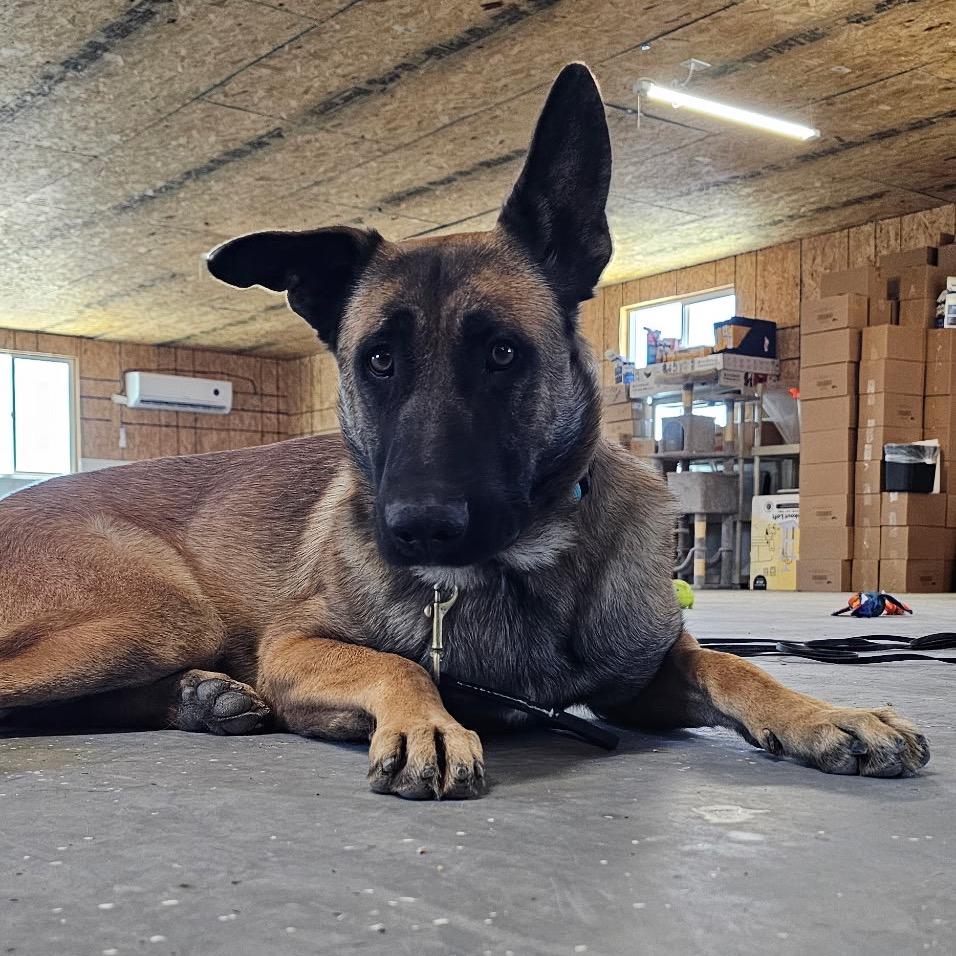 Enlarge Todd, a Adoptable Belgian Shepherd / Malinois in Stagecoach, NV image 3/3