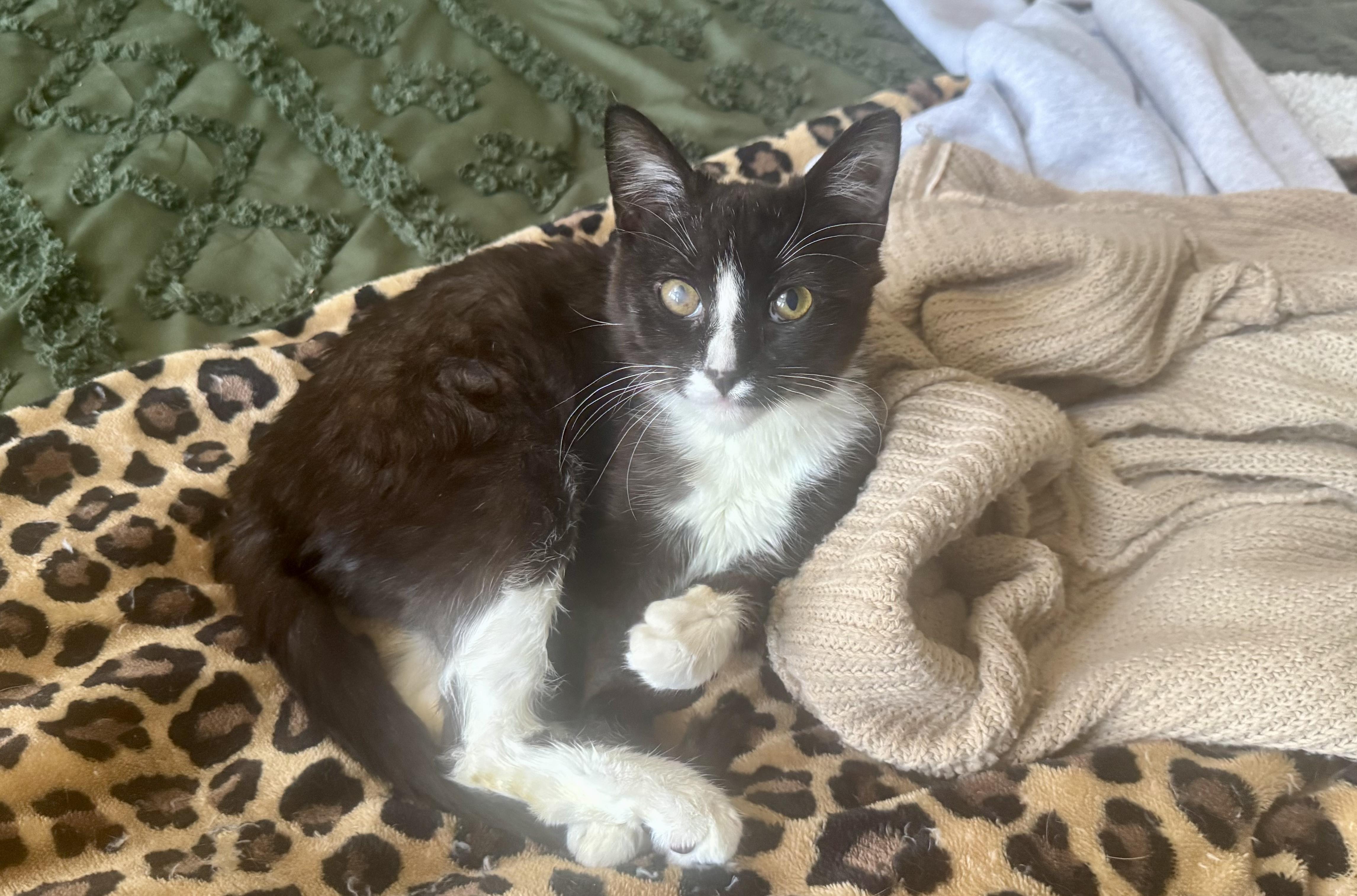 Enlarge MoTo, a ADOPTABLE Domestic Short Hair in Galloway, NJ image 2/5