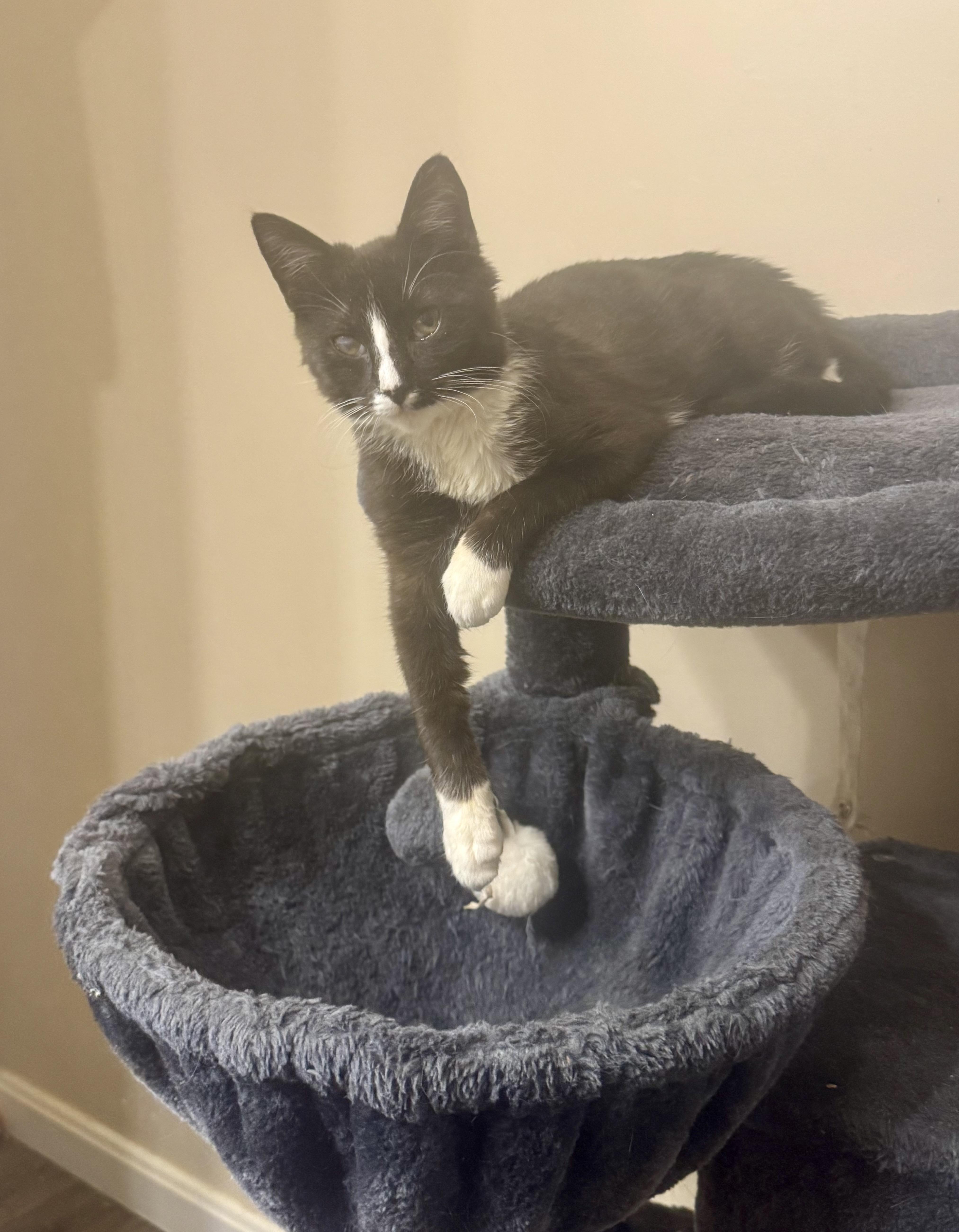 Enlarge MoTo, a ADOPTABLE Domestic Short Hair in Galloway, NJ image 1/5