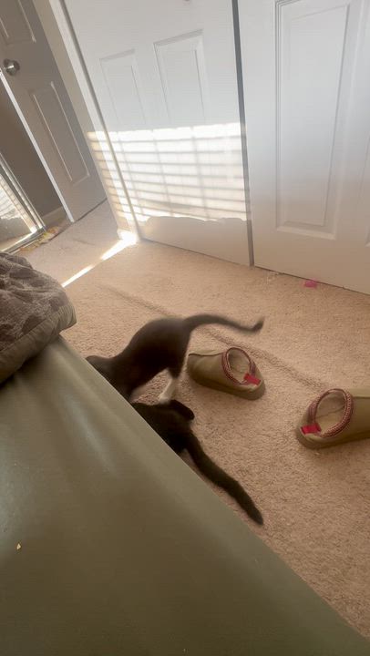 Enlarge MoTo, a ADOPTABLE Domestic Short Hair in Galloway, NJ video 5/5