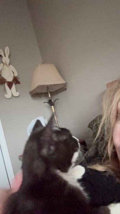 Enlarge MoTo, a ADOPTABLE Domestic Short Hair in Galloway, NJ video 3/5