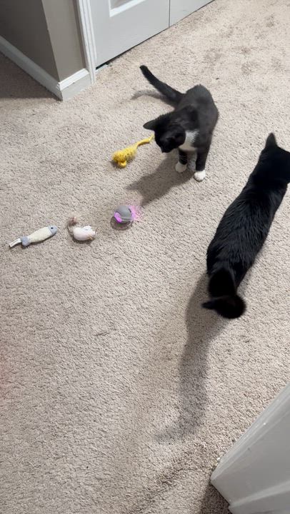 Enlarge MoTo, a ADOPTABLE Domestic Short Hair in Galloway, NJ video 4/5