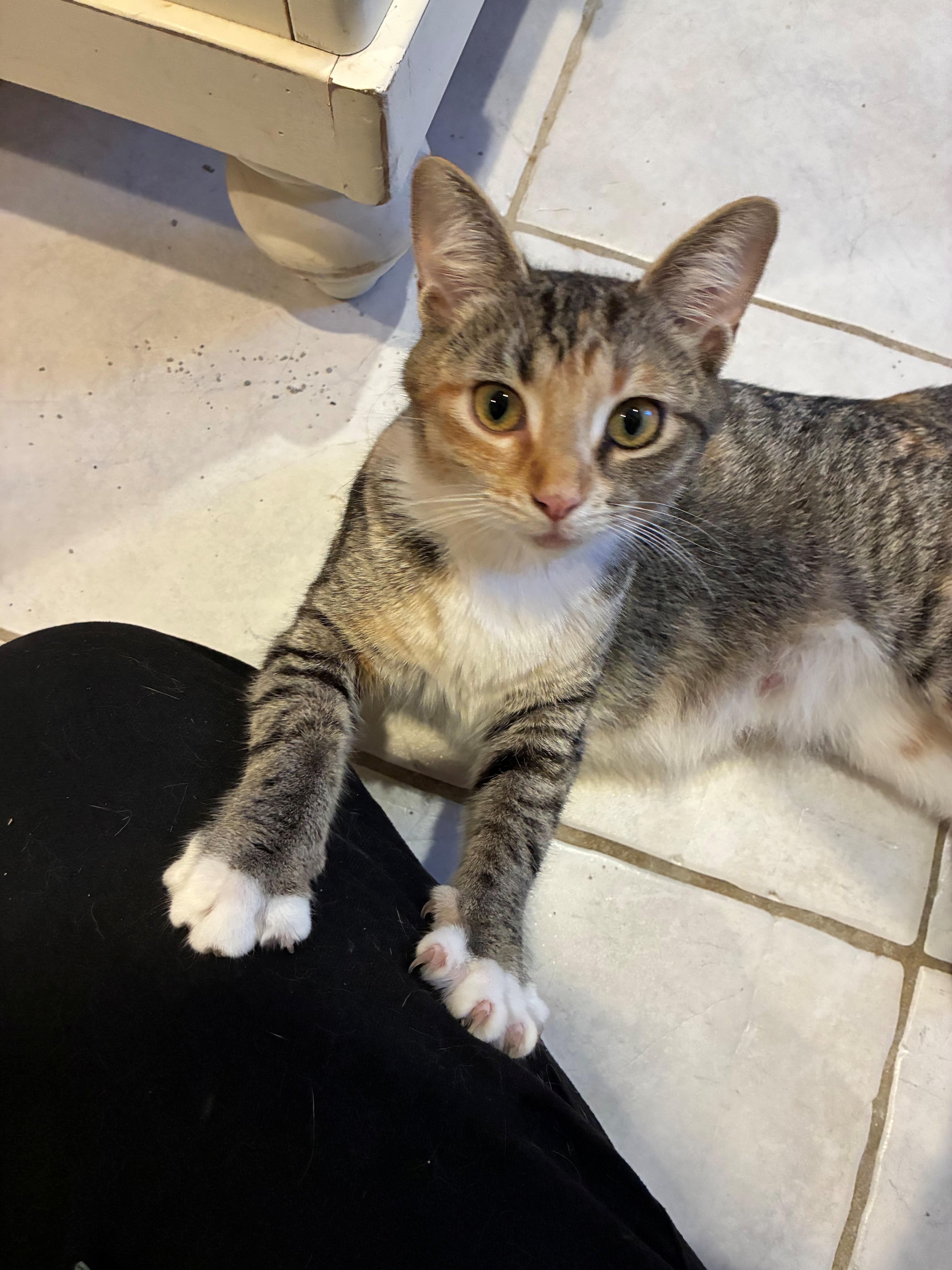Enlarge Isla, a ADOPTABLE Domestic Short Hair in Maple Shade, NJ image 2/2
