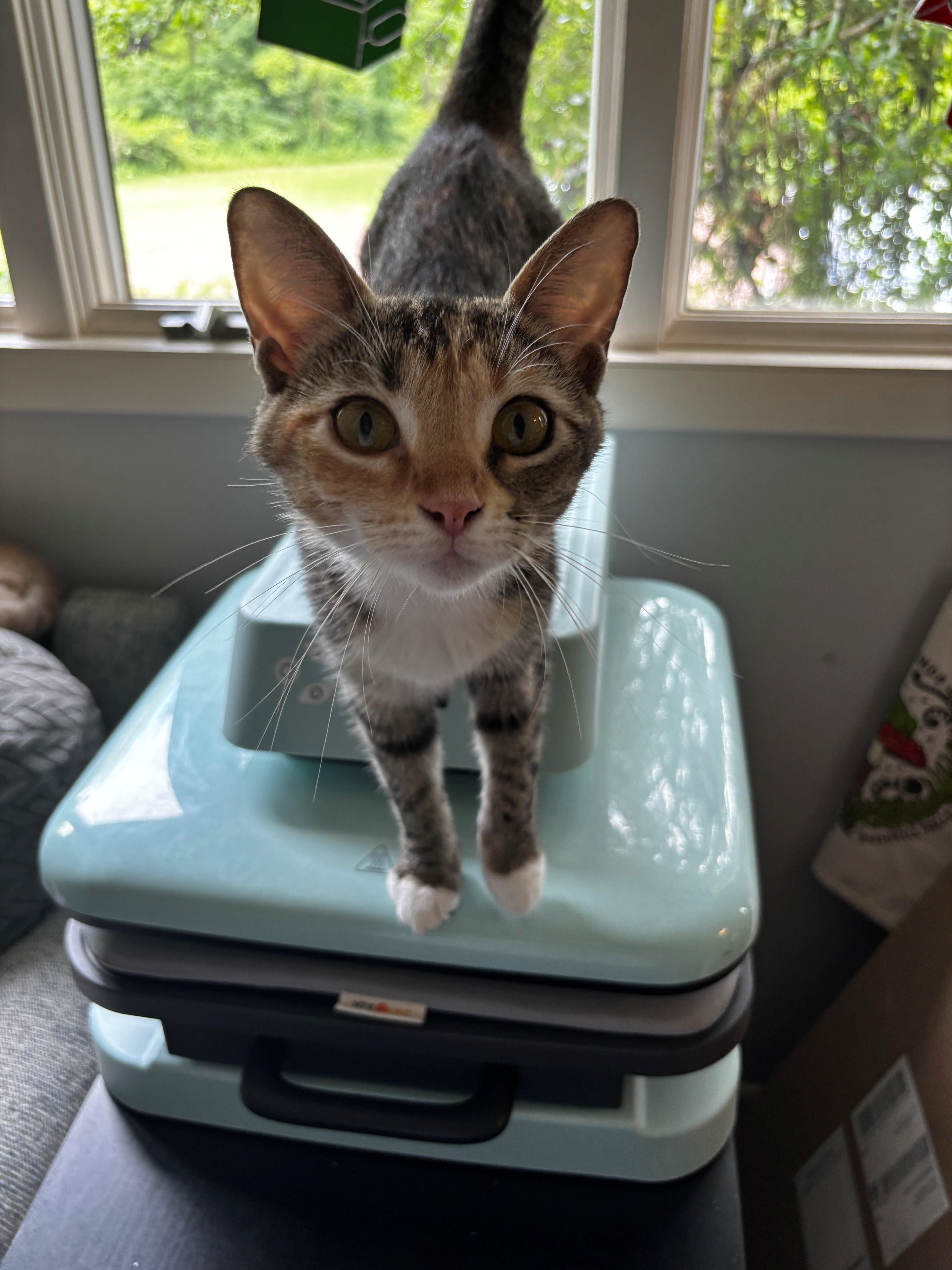 Isla, ADOPTABLE, Young Female Domestic Short Hair.