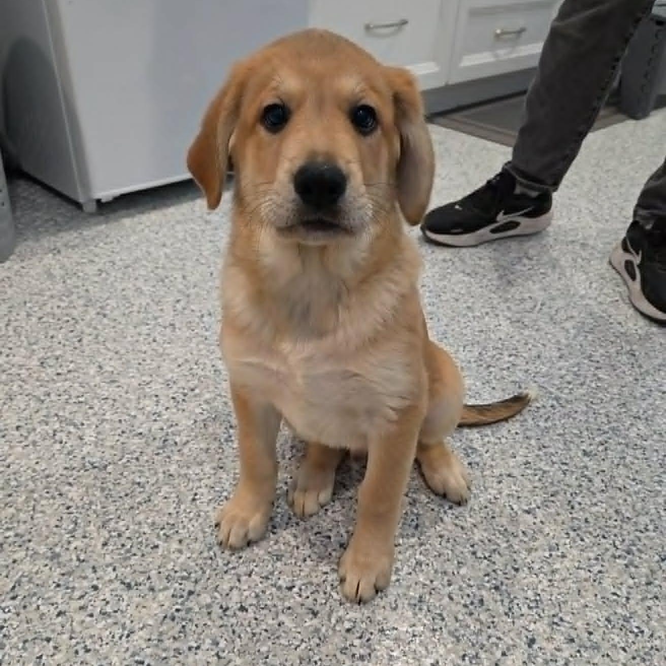 Pronto Pup, Adopted, Puppy Male Golden Retriever & Great Pyrenees.