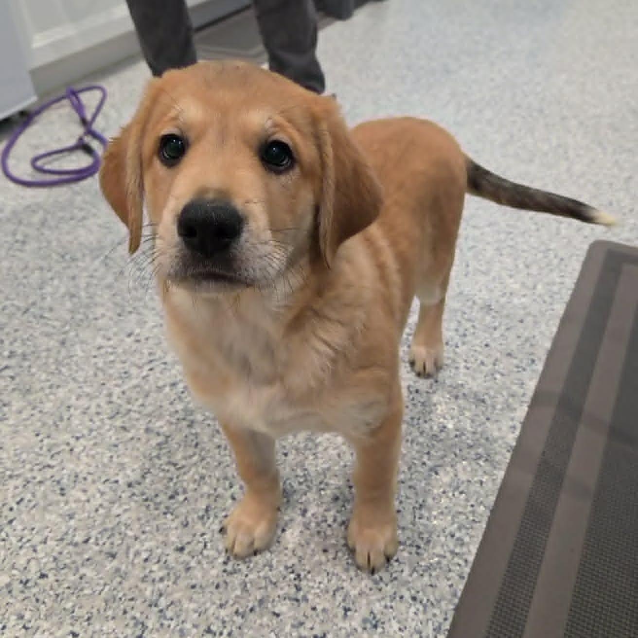 Enlarge Pronto Pup, a Adopted mixed breed in Hutchinson, MN image 4/5