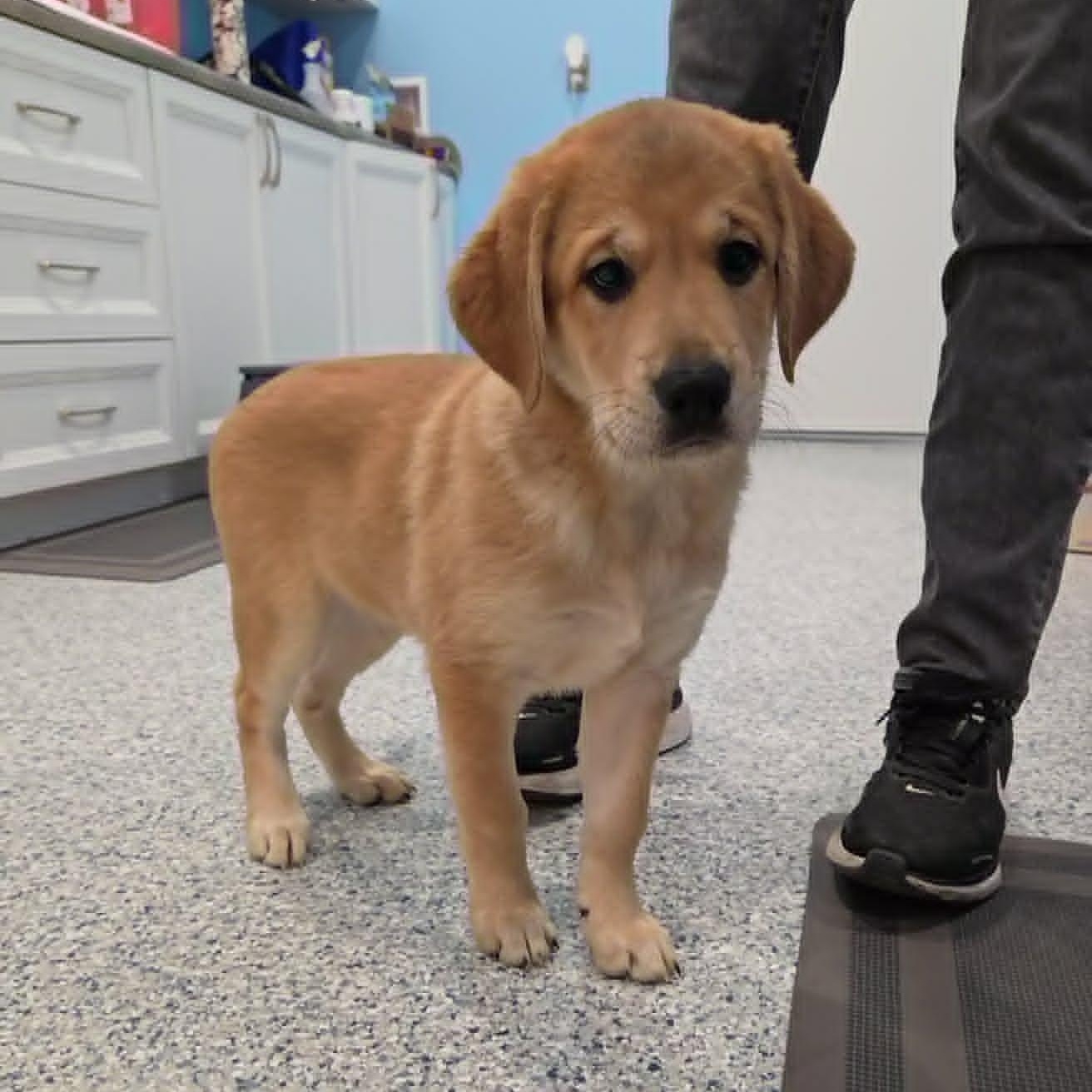 Enlarge Pronto Pup, a Adopted mixed breed in Hutchinson, MN image 2/5