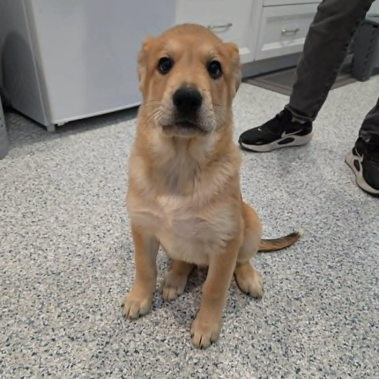 Enlarge Pronto Pup, a Adopted mixed breed in Hutchinson, MN image 5/5
