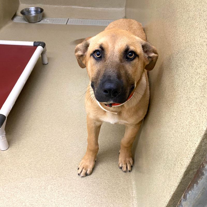 Enlarge Pope, a ADOPTABLE mixed breed in Monroe, GA image 2/2