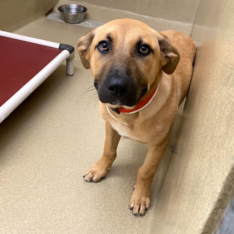 Enlarge Pope, a ADOPTABLE mixed breed in Monroe, GA image 1/2