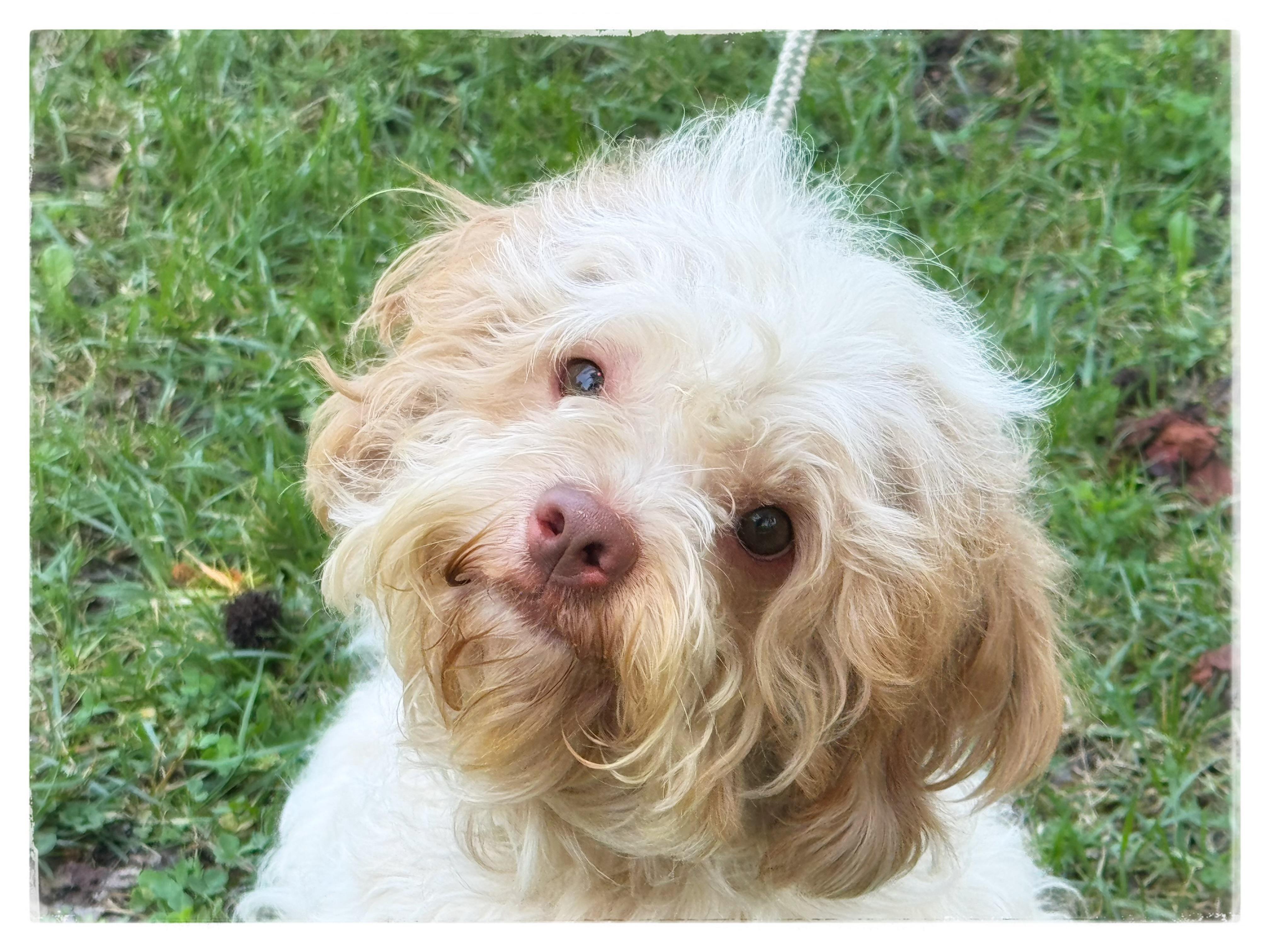 Oliver, an adopted Cavapoo in Midlothian, VA image 1/6